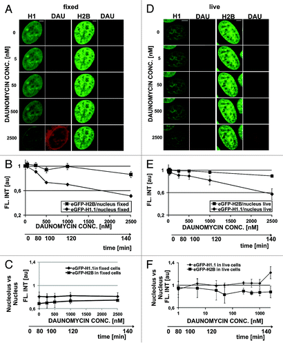 Figure 3. Dissociation of H1.1 histones and changes in architecture of chromatin in cells exposed to slowly increasing concentrations of daunomycin. (A) Images of fluorescence of GFP-H1.1, GFP-H2B, and daunomycin in formaldehyde-fixed cells incubated with increasing concentrations of the drug. A loss of the green signal is due entirely to fluorescence quenching; scale bar 2 μm. (B) A graph illustrating quenching of GFP on H1.1 and H2B histones by daunomycin. (C) A ratio between fluorescence intensities of histones GFP-H1.1 in nucleoli vs nuclear DNA, in fixed cells. (D) Fluorescence intensity of histones GFP-H1.1 and GFP-H2B in live cells exposed to growing concentrations of daunomycin. A loss of the green signal is due primarily to H1.1 histone dissociation and subsequent degradation. (E) A graph illustrating a decrease of fluorescence of GFP-H1 and GFP-H2B histones in live cells exposed to daunomycin. (F) A ratio between fluorescence intensities of histones GFP-H1.1 in nucleoli vs nuclear DNA, in live cells, demonstrating accumulation of histone H1.1 in nucleoli at drug concentrations above 1 μM