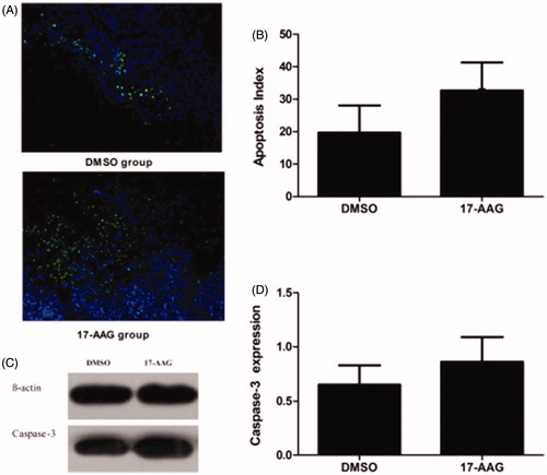 Figure 6. Apoptosis expression in the DSMO group and the HSP90 inhibition group in the second stage. (A) TUNEL staining showed the ratio of apoptotic cells in the groups. (B) Apoptosis Index of the DSMO group and the HSP90 inhibition group. (C) Caspase-3 protein expression. (D) Caspase-3 protein relative expression levels. Significant differences were calculated with respect to the DMSO group. *p < .05.