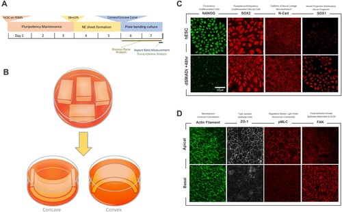 Figure 1. Plate curving cell culture and a modeling of early human neuroepithelium in vitro. (A) A graphic representation for a culture and induction scheme for human embryonic stem cell-derived neuroepithelium (hESC-NE) (B) Graphic overview for plate curving cell culture on concave (left) and convex (right) surface. (C) ICC/IF images between human pluripotent stem cells and hESC-NE denoted as dSMADi +48hr. NANOG is a marker for undifferentiated pluripotency. SOX2 is a marker for undifferentiated neural lineage cells. N-cadherin is the key cadherin of neuroepithelium. SOX1 is a marker for neural progenitor. (D) Common epithelial features associated cytoskeletal elements in hESC-NE.