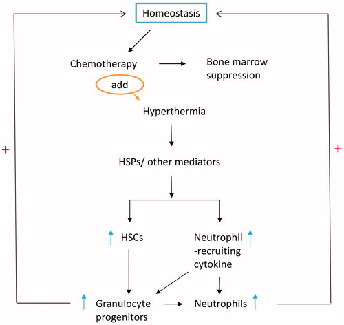 Figure 6. Proposed mechanisms of hyperthermia on homeostasis-maintaining neutrophils after chemotherapy.