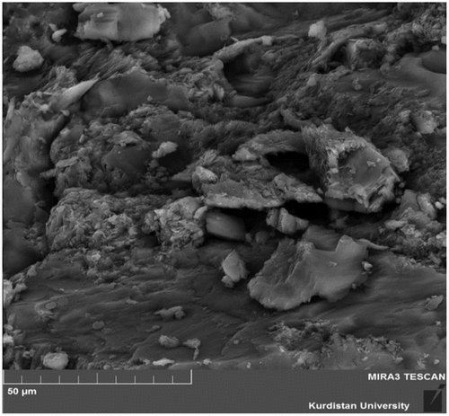 Figure 8. SEM image of the control sample at 28 days.