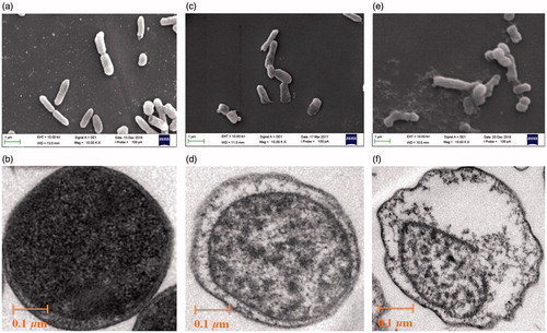 Figure 2. Images of E. coli obtained by SEM (a, c & e; scale bar = 1.0 μm) and TEM (b, d & f; scale bar = 0.1 μm) following treatment with culture medium MHB (control; a & b), compound 7d under the concentration 100 μg/mL for 4 h (c & d), 12 h (e & f).