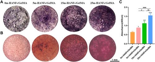 Figure 8 (A) ALP and (B) alizarin red staining images of MC3T3 cells cultured on m-HANFs/GelMA hydrogels with different m-HANF contents for 7 and 21 days, respectively. (C) Quantification of alizarin red staining. Data are presented as the mean ± SD (n = 3). *p < 0.05; ***p < 0.001; ****p < 0.0001 compared with the 0m-HANFs/GelMA hydrogel. #p < 0.05; ##p < 0.01; ####p < 0.0001.