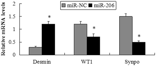 Figure 8. mRNA expression of desmin, WT1 and synaptopodin following transfection of the MPC5 cells with miR-206 mimics or miR-NC. The mRNA expression of desmin significantly increased, while WT1 and synaptopodin were suppressed by transfection with miR-206 mimics compared with the miR-NC group. *p < 0.05 indicate statistically significant compared with the miR-NC group.