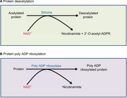 Figure 3 Two enzyme systems that are involved in NAD+ degradation.