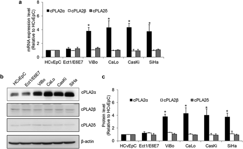 Figure 2. cPLA2α is upregulated in cervical cancer cells.