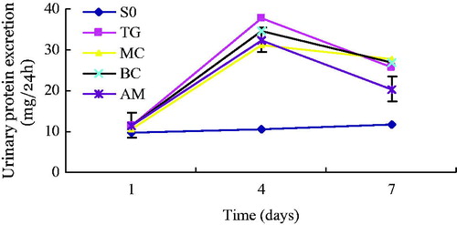 Figure 3. Time-dependent changes in 24-h proteinuria in rats of each experimental group. Urinary protein was measured in 24-h urine samples were collected at one, four, and seven days after treatment with saline or Thy-1.1 antibody. Results represent the mean ± SD of measurements from eight rats in each group. Groups: SO, sham-operation; TG, Thy-1 glomerulonephritis; MC, non-transfected normal rat mesangial cell; BC, pLXSN empty vector or blank control; AM, antisense MCP-1 transfection. All measurements at Day 4 and 7 in the TG, MC, BC, and AM groups were significantly (p < 0.05) higher than those at the corresponding time point in the SO group. The decrease in levels of 24-h urinary protein on the seventh day was greater (p < 0.05) in the AM group than those of the other nephritis groups.