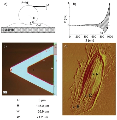 Figure S1 Effect of the indenting velocity and force on the apparent elastic modulus (Find = 0.5 and 1.0 nN; vind = 0.25, 0.5, 1.0 μm/s)