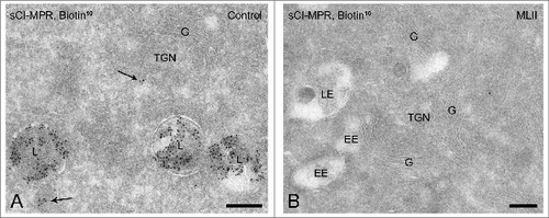 Figure 1. Lysosomal acid hydrolases in MLII B cells do not acquire the Man-6-P modification. (A-B) Immunogold labeling for Man-6-P-modified acid hydrolases on ultrathin cryosections of control B cells (A) and MLII B cells (B). Sections were incubated with biotinylated ligand-binding domain of the CI-MPR (sCI-MPR) and subsequently immunogold labeled with anti-biotin antibodies and protein-A conjugated to 10 nm gold particles. In control B cells most labeling is present in late endosomes and lysosomes (A) and occasionally in transport vesicles (arrows in A). Labeling for Man-6-P-containing acid hydrolases is absent in MLII B cells (B). EE, early endosome; G, Golgi complex; L, lysosome; LE, late endosome. Bars, 200 nm.