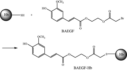 Figure 2. Synthesis of BAEGF-Hb.