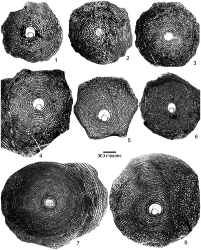 Plate 1. Equatorial sections of D. archiaci from early Eocene Patala Formation, Thal, NW Pakistan. 1–4: D. archiaci (Schlumberger) bakhchisaraiensis Less. 1: THAL.B-121, 2: THAL.3–15, 3: THAL.3–19, 4: THAL.3–20. 5–6, 8: D. archiaci (Schlumberger) ex. interc. staroseliensis-bakhchisaraiensis Less. 5: THAL.8–19, 6: THAL.8–11, 8: THAL.11–1. 7: D. archiaci (Schlumberger) ex. interc. bakhchisaraiensis-staroseliensis Less., THAL.10–15, The specimen label denotes sample number, and specimen number (e.g. THAL.11–1).