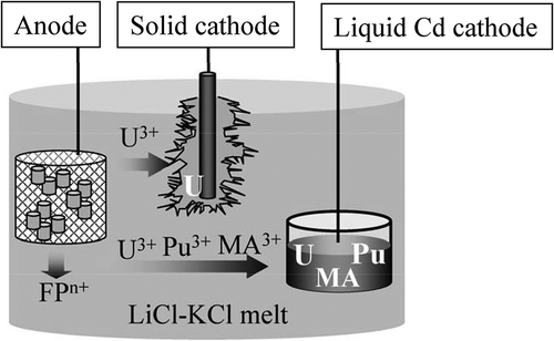 Figure 1. The concept of the electrorefining of the spent metallic fuel.