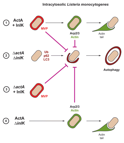 Figure 1 Strategies used by L. monocytogenes to avoid autophagic recognition. Listeria is able to avoid autophagic recognition using two independent virulence factors, ActA and InlK. Depending on ActA and InlK expression, four possibilities can be distinguished: (1) ActA and InlK are coexpressed by the bacterium: InlK recruits MVP (red) to the surface of the bacterium. ActA subsequently replaces InlK, and actin (green) replaces MVP to disguise the bacteria and prevent ubiquitinated protein (Ub) recruitment/formation, p62 recognition and LC3 recruitment; (2) neither ActA nor InlK is expressed: Listeria is surrounded by ubiquitinated proteins, p62 and LC3, leading to autophagy; (3) In the absence of ActA, InlK recruits MVP and efficiently protects bacteria from ubiquitinated protein recruitment/formation, p62 recognition and LC3 recruitment; (4) ActA is expressed, but not InlK: the recruitment of the Arp2/3 complex and actin is sufficient to prevent ubiquitinated protein recruitment/formation, p62 recognition and LC3 recruitment.