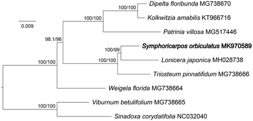 Figure 1. A maximum likelihood tree was constructed based on 7 Caprifoliaceae chloroplast genomes with 2 Adoxaceae genomes as outgroup species. The position of Symphoricarpos orbiculatus is shown in bold. Values above nodes are values of SH-aLRT branch test/bootstrap test.