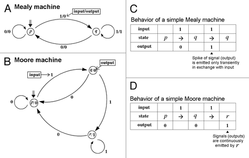 Figure 1. State transitions in Mealy machine and Moore machine. These sequential machines (A) and (B) consist of states (represented by circles), and transitions (represented by arrows). The initial states are shown by the double arrows. As the machine meets an input, it makes a jump to another state, according to the transition function defined (based on the current state and the recent symbol of inputs). Above illustrations were adopted from ref.1 Temporal difference in the behaviors of two simple sequential machines are compared in (C) and (D). As shown in (C), Mealy machine's action is just to exchange an input event with an output event. In contrast, many signaling molecules may behave similarly to a Moore machine during signal transduction in aqueous computing or biological systems (D). Thus, any given single (chemical) event can be considered as an input for a receptor or protein involved in signaling. Once the molecule of interest is activated by single (chemical) event such as phosphorylation, binding to calcium, binding to the ligands, etc., the molecule becomes activated for certain length of time. During the activated state, the molecule (Moore machine) might keep acting by emitting multiple signals.
