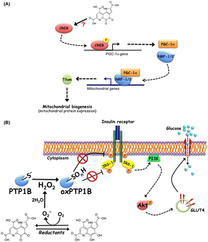 Fig. 3. Pyrroloquinoline quinone (PQQ)-induced activation of cAMP-responsive element-binding protein (CREB)-peroxisome proliferator-activated receptor gamma coactivator-1 alpha (PGC-1α) and insulin signaling. (A) Proposed mechanism for PQQ-induced activation of CREB-PGC-1α signaling pathway. PQQ stimulates the phosphorylation and activation of CREB and enhances PGC-1α expression. Increased PGC-1α binds to and coactivates the transcriptional function of nuclear respiratory factor (NRF)-1/2 on the mitochondrial transcription factor A (Tfam) promoter. Tfam plays a crucial role in regulating mtDNA amplification and mitochondrial biogenesis. (B) Proposed mechanism for the ligand-independent activation of insulin signaling through redox cycling of PQQ. PQQ inhibits protein tyrosine phosphatase 1B (PTP1B) to oxidatively modify the catalytic cysteine through its redox cycling activity. The inhibition of PTP1B evokes the insulin-independent activation (tyrosine phosphorylation) of the insulin receptor (IR) and subsequent phosphorylation of insulin receptor substrate-1 (IRS-1) and Akt. Phosphorylated Akt stimulates translocation of glucose transporter 4 (GLUT4) to the plasma membrane, resulting in increased cellular glucose uptake.