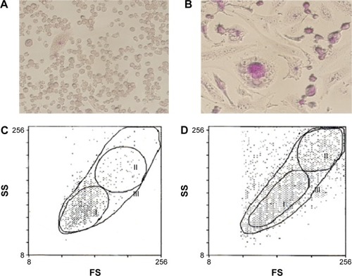 Figure 2 Proliferative state and morphological changes in PMA-induced HEL cells.