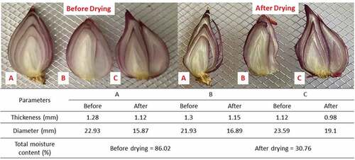 Figure 2. The dimension of onion slice before and after drying
