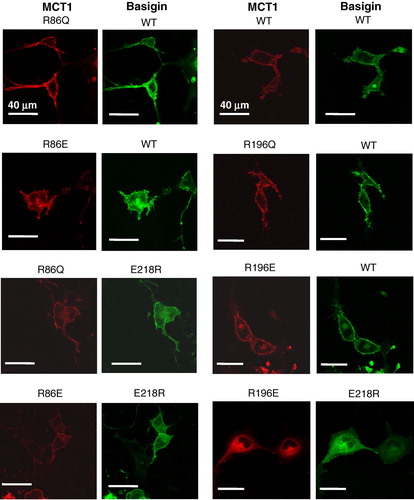 Figure 7.  Mutation of Arg86 or Arg196 to glutamine or glutamate does not prevent MCT1 from being correctly targeted to the plasma membrane of COS cells. COS cells were co-transfected with MCT1-c-CFP and basigin-c-YFP constructs containing the mutations indicated and live cell imaging performed as described under ‘Methods’. This Figure is reproduced in colour in Molecular Membrane Biology online.