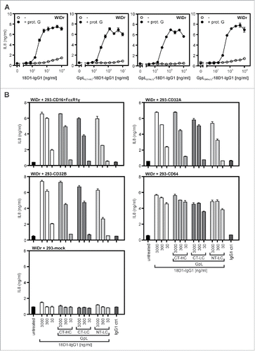 Figure 4. Agonistic activity of GpL-18D1-IgG1 fusion proteins upon oligomerization with protein G and FcγR binding. (A) WiDr cells were stimulated in 96-well plates in triplicates with the indicated concentrations of the various GpL-18D1-IgG1 fusion proteins and 18D1 in the presence and absence of 1 µg/ml protein G. The following day, supernatants were collected and analyzed with respect to IL8 production by ELISA. (B) HEK293 cells were transiently transfected with expression vectors encoding CD16, CD32A CD32B, and CD64 or empty vector. The following day, transfectants were mixed with the indicated concentrations of the various 18D1 variants and after 30 min aliquots of 1.7×104 transfected HEK293 cells per well were added to WiDr cells (2 × 104 / well) grown overnight in 96-well plates. Next day, the IL8 content of the supernatants was determined by ELISA.