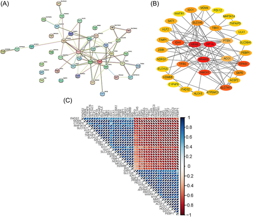 Figure 2 Protein–protein interactions (PPI) analysis the 41 differentially expressed ferroptosis-related genes. (A) The PPI among 41 differentially expressed ferroptosis-related genes. (B) The PPI network constructed with cytoscape. In the figure, nodes in crimson color represent 3 hub genes and yellow and Orange represent other common genes. (C) Spearman correlation analysis of the 41 differentially expressed ferroptosis-related genes.