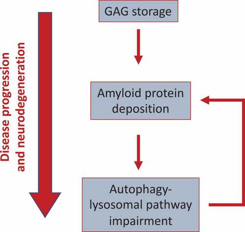 Figure 1. Model showing the functional link between GAGs, amyloid aggregation, and ALP dysfunction in MPS-III. GAG storage initially drives protein aggregation (likely, because of the capability of GAGs to provide a scaffold promoting amyloid aggregation). Perikaryal protein aggregation, in turns, triggers the block of the autophagy flux observed in MPS-III, likely by affecting lysosomal dynamics and trafficking. Then, because the ALP itself plays a key role in the clearance of protein aggregates, this may generate a vicious cycle, which boosts amyloid buildup and toxicity. This cascade of events drives disease progression and neurodegeneration