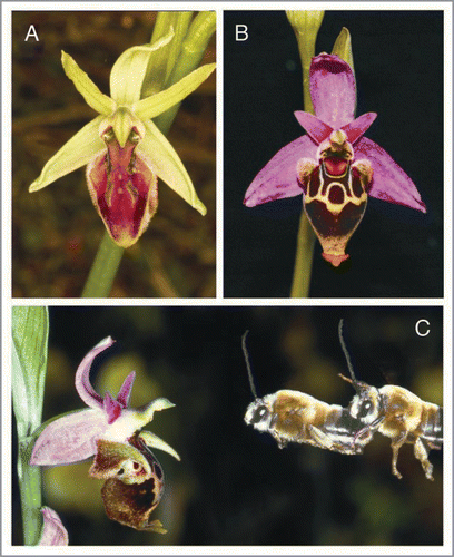 Figure 1 Two types of perianths in the sexually deceptive orchid genus Ophrys. O. cephalonica (A) possesses a green perianth which appears similar in colour to the leaves and stem. O. heldreichii (B), in contrast, shows a conspicuous pink perianth. Males of Eucera (Tetralonia) berlandi (C) have enlarged eyes and antennae compared to their females and are the pollinators of O. heldreichii.
