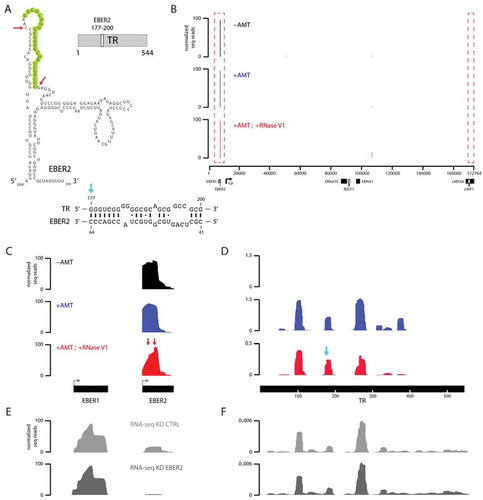 Figure 2. Verification of the previously predicted RNA-RNA interaction between EBER2 and nascent transcript from the TR region. (A) Secondary structure of EBER2 and previously predicted evolutionarily conserved RNA-RNA interaction between EBER2 and TR RNA is shown. (B) Tracks of ASO-selected RNAs from untreated (-AMT), AMT-crosslinked (+AMT), as well as AMT-crosslinked and RNase V1 digested (+AMT; +RNase V1) samples. X-axis shows the entire EBV genome; y-axis shows the number of sequence reads normalized to total mapped reads. (C) Zoomed-in view to the EBER locus of the tracks shown in B. Note that no reads for the highly abundant EBER1 are observed. The EBER2 profile for the AMT-crosslinked and RNase V1-digested sample differs from the other two in that abrupt edges are observed, which are indicated by red arrows. The positions within EBER2 of these sites are also denoted by red arrows in A. (D) Zoomed-in view to the TR repeat region of the tracks shown in B. No read aligning to the TR region is recovered from the -AMT sample; coverage is observed only after AMT-crosslinking. Blue arrow indicates a distinct peak shape for the ‘+AMT; +RNase V1ʹ sample compared to the +AMT sample. The location of this abrupt peak is also indicated by a blue arrow in A. (E) RNA-seq tracks of input RNA from control knockdown (KD CTRL) or EBER2 knockdown (KD EBER2) cells. While EBER1 levels are not affected, the knockdown efficiency of EBER2 to 14% of wildtype levels is evident in the sequencing tracks. (F) RNA-seq tracks of input RNA for the EBV TR region.