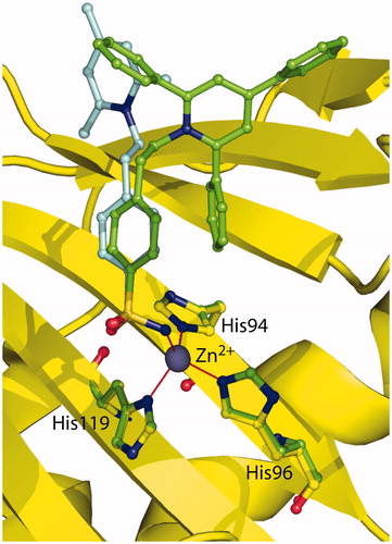 Figure 3. Structural superposition between 1 (cyan, PDB code 1ZE8)Citation41 and 2 (green) when bound to hCA II active site.