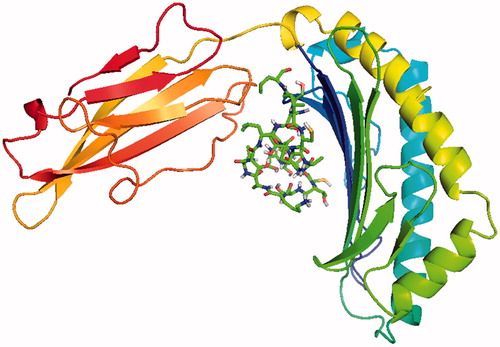 Figure 5. The ligand (Ile-Cys-Pro-Ala-Gly-Thr-Thr-Ser-Ser-Cys-Thr-Ser-Lys-Ala-Val-Thr-Leu-Ser-Ser-Leu) is connected to the active site of MHC protein.