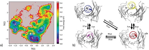 Figure 7. (a) Estimated free energy surface of the CDR-H3 loop based on a tICA including the projected crystal structures. The AGed X-ray structures are colored orange and red, while the AGless X-ray structure is colored in blue. The macrostates are illustrated as circles and were identified with PCCA+ clustering. (b) First mean passage times combined with the representative macrostate structures based on tICA of the CDR-H3 loop. The thickness of the circles represents state probabilities, while the width of the arrows relates to the strongly varying transition timescales.