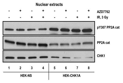 Figure 6. Status of the PP2A catalytic subunit in nuclear extracts from CHK1-depleted cells. Subcellular fractionation was performed as described in “Materials and Methods.” For all samples, nuclear extracts were prepared from equal numbers of cells. The cells were treated with 10 nM AZD7762 1 h prior to irradiation with 3 Gy γ-IR and harvested at 2 h post-IR. Antibodies are against the catalytic subunit of PP2A (PP2A cat; total or phosphorylated on Y307).