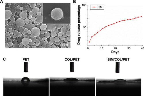 Figure 4 Characterization of the PET coating.Notes: (A) Morphology characterization of simvastatin/polycaprolactone (SIM/PCL) microspheres. Inset shows the morphology of a single microsphere. (B) Simvastatin release profiles for SIM/PCL microspheres. (C) Water contact angle images of PET (85.25°±8.19°), COL/PET (33.68°±4.94°), and SIM/COL/PET (34.11°±6.12°).Abbreviations: PET, polyethylene terephthalate; COL/PET, collagen coating on polyethylene terephthalate scaffolds; SIM/COL/PET, collagen and simvastatin microspheres coating on polyethylene terephthalate scaffolds; SIM, simvastatin.