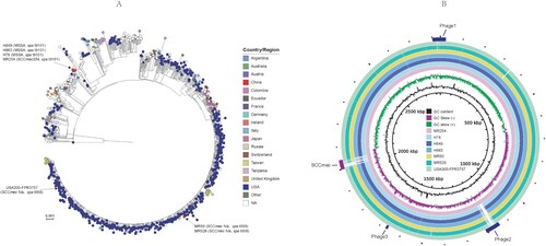 Figure 2. Analysis for the genomes of six S. aureus ST8 isolates and USA300- FPR3757. (A) ParSNP phylogenetic tree of 1092 S. aureus genomes from RefSeq database and the present study. (B) Comparison of the genomes of MR254 and other S. aureus ST8 strains. Each circle represents one strain, MR254, H78, H849, H863, MR50, MR526 and USA300-FPR3757 from the inside out. The SCCmec cassette and phage regions are marked in the outermost ring.