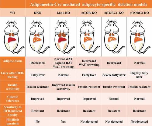 Figure 1. Adipocyte-specific Lkb1/mTOR, or Lkb1, or mTOR, or mTORC1 (Raptor) or mTORC2 (Rictor) ablation causes severe but different metabolic complications.