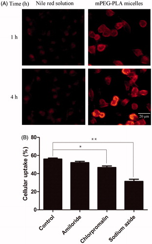 Figure 5. Cellular uptake of nile red by HCE-2 cells. (A) Photographs of representative series of cells exposed to 1 μl/ml nile red reference solution and mPEG-PLA micelles for 1 h and 4 h, respectively. (B) These histograms showed the cellular uptake efficiency (%) of different inhibitors on HCE-2 cells (n = 3, mean ± SD). * and ** indicated p < .05 and p < .01 versus control group.