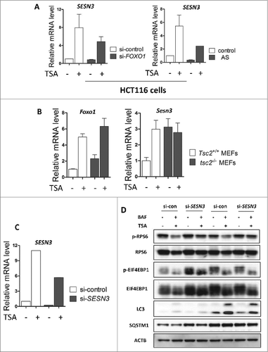 Figure 6. FOXO1 inhibits MTOR activity by elevating SESN3/Sesn3 expression. (A) HCT116 cells were transiently transfected with the FOXO1-specific siRNA followed by TSA treatment (0.5 μM) for 12 h (left panel). HCT116 cells were treated with 0.25 μM TSA in the absence or presence of FOXO1 inhibitor AS1842856 (100 nM) for 24 h (right panel). (B) Tsc2+/+ and tsc2−/− MEFs were treated with 1 μM TSA for 12 h and total RNA was isolated from cells. Total RNA was isolated from HCT116 cells, Tsc2+/+ and tsc2−/− MEFs, and the SESN3/Sesn3 mRNA level was quantified using real-time PCR. The Foxo1 mRNA level was also measured in Tsc2+/+ and tsc2−/− MEFs. Fold change in mRNA levels was calculated by normalizing to respective Gapdh groups. (C) and (D) HCT116 cells were transiently transfected with a nonspecific siRNA or the SESN3-specific siRNA followed by TSA treatment (0.5 μM) for 12 h. Total protein was extracted and subjected to immunoblotting for FOXO1, phospho-RPS6 (Ser235/236), RPS6, phospho-EIF4EBP1 (T37/46), and EIF4EBP1 antibodies. Total RNA was also isolated from HCT116 cells and the mRNA level of SESN3 was quantified using real-time PCR. Fold change in mRNA levels was calculated by normalizing to GAPDH.