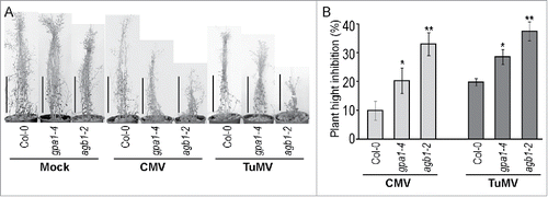 Figure 2. Plant hight inhibition by viral infection was more prominent in agb1-2 mutants. (A) Several representative plants of listed genotypes were mock-inoculated or infected with CMV or TuMV. Plants were analyzed and photographed 5 weeks after inoculation. (B) Quantification of the inflorescence growth suppression by viral infection. Values indicate mean ratio of (infected plant height) / (average mock-inoculated plant height) ± SE. Asterisks indicate significant differences from wild type Col-0 (Student's t-test, * P < 0.05, ** P < 0.01). Experiment was repeated 3 times with similar results.