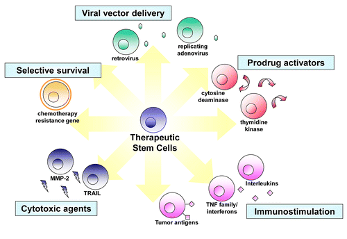 Figure 1. Transgene strategies potentiating stem cells for tumor therapy. Tailored to the specific molecular profiles associated with individual tumor types, stem cells can be engineered with a variety of different anti‑tumor agents (adapted from ref. Citation25 with permission).