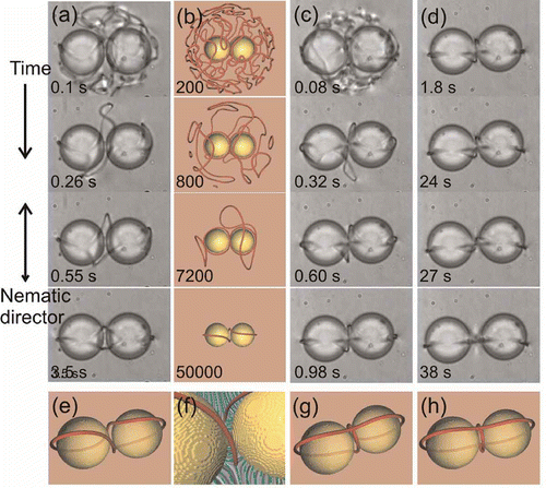 Figure 3. Entangled colloidal dimers. (a) The figure of eight entangled colloidal pair is assembled by a thermal quench using laser tweezers. The diameter of the particles is 19 μm, the cell thickness is 21 μm. (b) Numerical simulation of the time evolution of entanglement, measured by the number of iteration steps. Defects are represented by drawing the surfaces of constant order parameter S (coloured red, corresponding to S = 0.5). (c) Evolution of the figure of omega entangled state. (d) The figure of omega was unstable and transformed into the entangled hyperbolic defect. (e) The calculated figure of eight structure. (f) A close-up look at the director field in the gap between the microspheres for the figure of eight. (g) The calculated figure of omega structure. (h) The calculated entangled hyperbolic defect structure. Reproduced with permission from Ravnik, M.; Skarabot, M.; Zumer, S.; Tkalec, U.; Poberaj, I.; Babic, D.; Osterman, N.; Musevic, I. Phys. Rev. Lett. 2007, 99, 247801. Copyright 2007 by the American Physical Society.