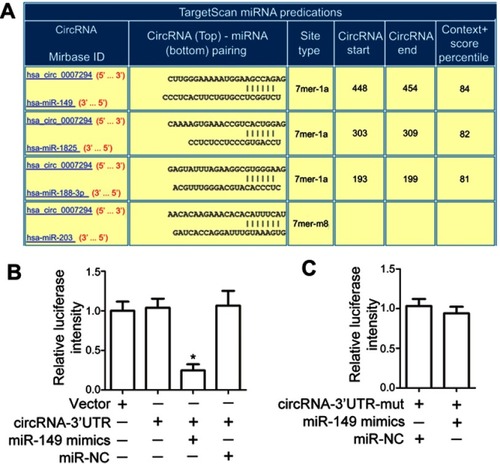 Figure 3 circANKS1B served as a sponge for the microRNA miR-149. (A) A schematic model showing the putative binding sites for miRNAs and 3ʹUTR of circANKS1B. (B and C) miR-149 mimics or negative control (NC) was co-transfected with pmirGLO-WT-circANKS1B-3ʹUTR (B) or pmirGLO-mut-circANKS1B-3ʹUTR (C) in CRC cell line SW480. The hRluc values were measured and normalized to luc2 (firefly luciferase) values. Data are shown as mean±SD; n=3, *P<0.05 by ANOVA or Student’s t test.Abbreviations: CRC, colorectal cancer; UTR, untranslated region; hRluc, humanized renilla luciferase.