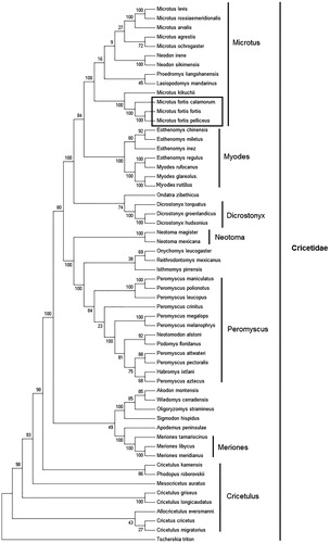 Figure 1. Phylogenetic tree generated using the maximum parsimony method based on complete mitochondrial genomes. Akodon montensis (KF769456), Allocricetulus eversmanni (KP231506), Cricetulus kamensis (KJ680375), C. griseus (DQ390542), C. migratorius (KT918407), C. longicaudatus (KM067270), Cricetus cricetus (MF405145), Dicrostonyx torquatus (KX066190), D. groenlandicus (KX712239), D. hudsonius (KX683880), Eothenomys miletus (KX014874), E. chinensis (FJ483847), E. regulus (JN629046), E. inez (KU200225), Habromys ixtlani (KY707304), Isthmomys pirrensis (KY707312), Lasiopodomys mandarinus (KF819832), Meriones meridianus (KR013227), M. libycus (KR013226), M. tamariscinus (KT834971), Mesocricetus auratus (EU660218), Microtus rossiaemeridionalis (DQ015676), M. f. Pelliceus (MK805519), M. f. calamorum (JF261175), M. f. fortis (JF261174), M. levis (NC 008064), M. kikuchii (AF348082), M. ochrogaster (KT166982), M. arvalis (MG948434), M. agrestis (MH152570), Myodes glareolus (KF918859), M. rufocanus (KT725595), Neodon irene (HQ416908), N. sikimensis (KU891252), Neotoma mexicana (KY707300), N. magister (MG182016), Neotomodon alstoni (KY707310), Onychomys leucogaster (KU168563), Oligoryzomys stramineus (MF696155), Ondatra zibethicus (KX377613), Peromyscus maniculatus (MH260579), P. leucopus (MH256659), P. megalops (KY707305), P. crinitus (KY707308), P. melanophrys (KY707303), P. polionotus (KY707301), P. pectoralis (KY707309), P. aztecus (KY707306), P. attwateri (KY707299), Phodopus roborovskii (KU885975), Proedromys. liangshanensis (FJ463038), Podomys floridanus (KY707302), Reithrodontomys mexicanus (KY707307), Sigmodon hispidus (KY707311), Tscherskia triton (EU031048), Wiedomys cerradensis (KF769457). The out group is Apodemus peninsulae (JN546584).