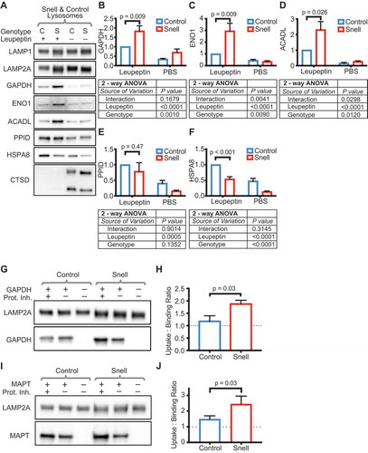 Figure 1. Liver lysosomes of fed Snell mice show more uptake of CMA substrates than lysosomes from littermate controls. (A) Representative western blots of liver lysosomes from control (C) and Snell (S) mice 2 h after treatments with leupeptin (100 mg/kg body weight) or PBS vehicle control. (B-D) Quantifications of the abundance of CMA substrates GAPDH, ENO1, and ACADL in lysosomes shown in (A). (E) Quantification of PPID, endosomal microautophagy substrate. (F) Quantification of HSPA8, CMA chaperone. (G) Representative western blots for binding and uptake assays for CMA substrate GAPDH, quantified in (H). (I) Representative western blots for binding and uptake assays for CMA substrate MAPT, quantified in (J). For (B-F), n = 9 of each treatment group, 2-way ANOVA results are reported below each bar graph. Comparisons plotted on the bar graphs are results of Student’s t-test. For (H & J), n = 6 of each treatment group, the results of Student’s t-test are shown on the graphs. Error bars are S.E.M