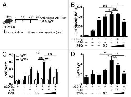 Figure 1. Effects of CIM plus PZQ as adjuvants on humoral response. Naive mice were immunized (i.m.) with pCD-S2 in the presence or absence of CIM, PZQ, or combination of CIM and different concentration of PZQ (0.25%, 0.5%, and 1.0%). The immunization schedule was shown in (A). Serum samples from different groups were collected and detected with ELISA kits on day 7 after the third immunization. (B) The HBsAg-specific total IgG were measured and quantified according to the standard concentration of anti-HBsAg antibodies. (C) The HBsAg-specific IgG1 and IgG2a antibodies were also measured using the ELISA method and the OD values were shown in the results. (D) The IgG2a/IgG1 ratios were calculated and presented. The data are shown as mean ± SEM from 3 independent experiments. *P < 0.05 and **P < 0.01 (unpaired Student’s t test).