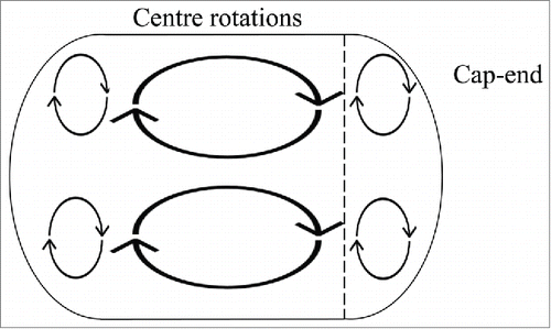 Figure 7A. A diagram of the internal circulations within a droplet where there are 2 regions of circulation; center rotations and 2 rotations at each cap end. The line demonstrates the region where most of the cells reside.