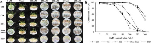 Figure 2. Germination rates of different rice landraces under salt treatment. Germination rate of C34, C24, HG1, Nona Bokra, and IR29 under 0 mM, 50 mM, 100 mM, 150 mM, 200 mM, 250 mM, and 300 mM NaCl treatments. (A) Pictures of seed germination under different conditions after 6 d of incubation. Names of rice samples were shown at left of each line, NaCl concentrations were indicated on top of each row. (B) Germination rates under different conditions. Data were mean of three replicates, no less than 50 seeds were used in each replicate.