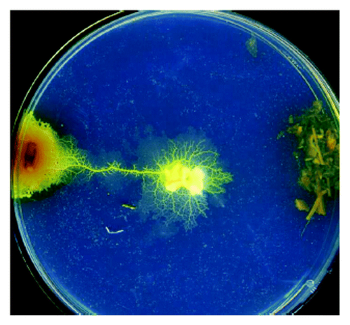 Figure 1. An exemplar experimental setup. The plasmodium is inoculate in the center of a Petri dish and two portions of substances (Valerian root on the left and catnip on the right) and are placed at the end of diameter segment. See details in Citationreference 1.