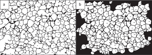 Figure 9. Adipose tissue histology sections for cell measurements. a) Image includes border cells b) Image without border cells