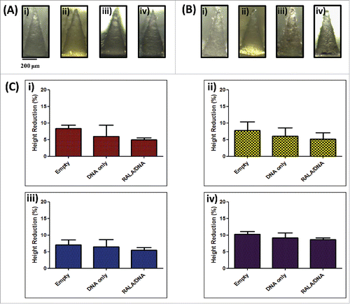 Figure 5. Characterization of dissolvable microneedle arrays loaded with DNA (N:(P)0) and RALA/DNA nanoparticles (N:(P)10). (A) Digital microscope images of microneedles formulated from i) 360 kDa PVP, ii) 58 kDa PVP, iii) 13–23 kDa PVA and iv) 9–10 kDa PVA loaded with RALA/DNA nanoparticles (N:P 10) prior to and (B) following 45 N axial compression; (C) Percentage height reduction of i) 360 kDa PVP, ii) 58 kDa PVP, iii) 13–23 kDa PVA and iv) 9–10 kDa PVA arrays, unloaded or loaded with DNA only(N:P 0) or RALA/DNA nanoparticles (N:P 10) following 45 N compression (means + SEM, N = 3).