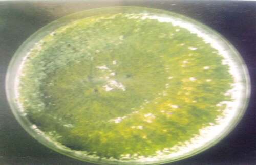 Figure 2. Penicillium sp.